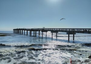 St Augustine Beach Pier Bird Flying Over