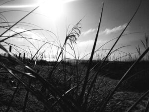 Black and White picture of sea oats on st. augustine beach