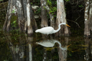 3 More Reasons to Come to Florida