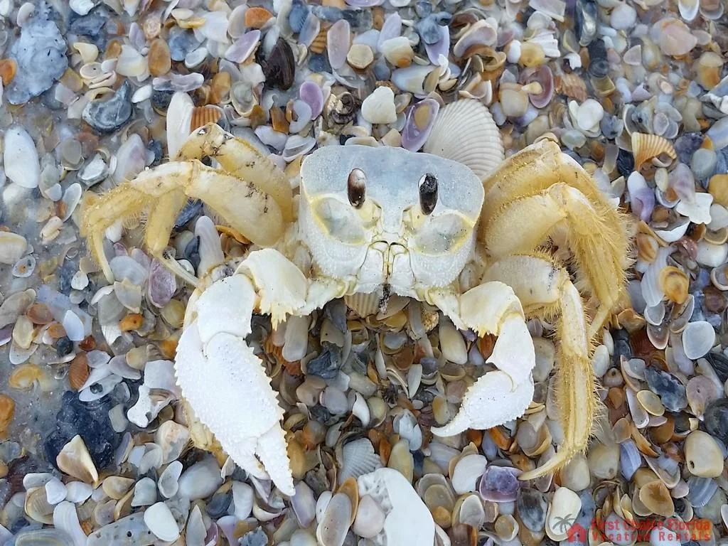 St. Augustine Beach Resident