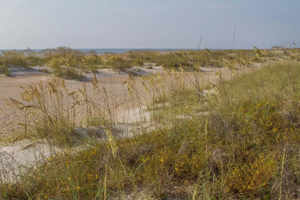 Sea oats and wildflowers grow along sandy dunes leading to the calm ocean horizon under a clear sky.