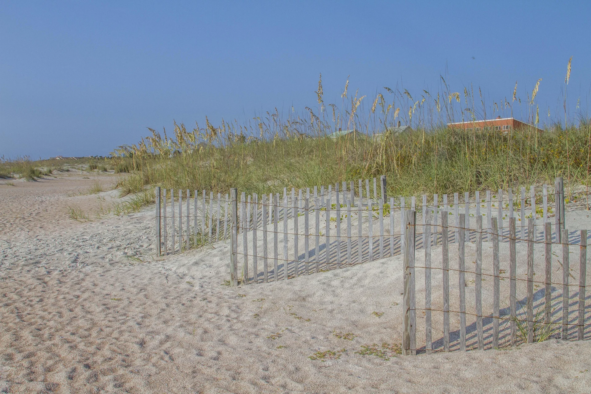 Sandy beach with weathered wooden fencing and tall sea oats under a clear blue sky.