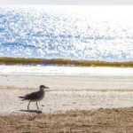 Seagull walking along sandy shore with sunlight sparkling on gentle ocean waves in the background.