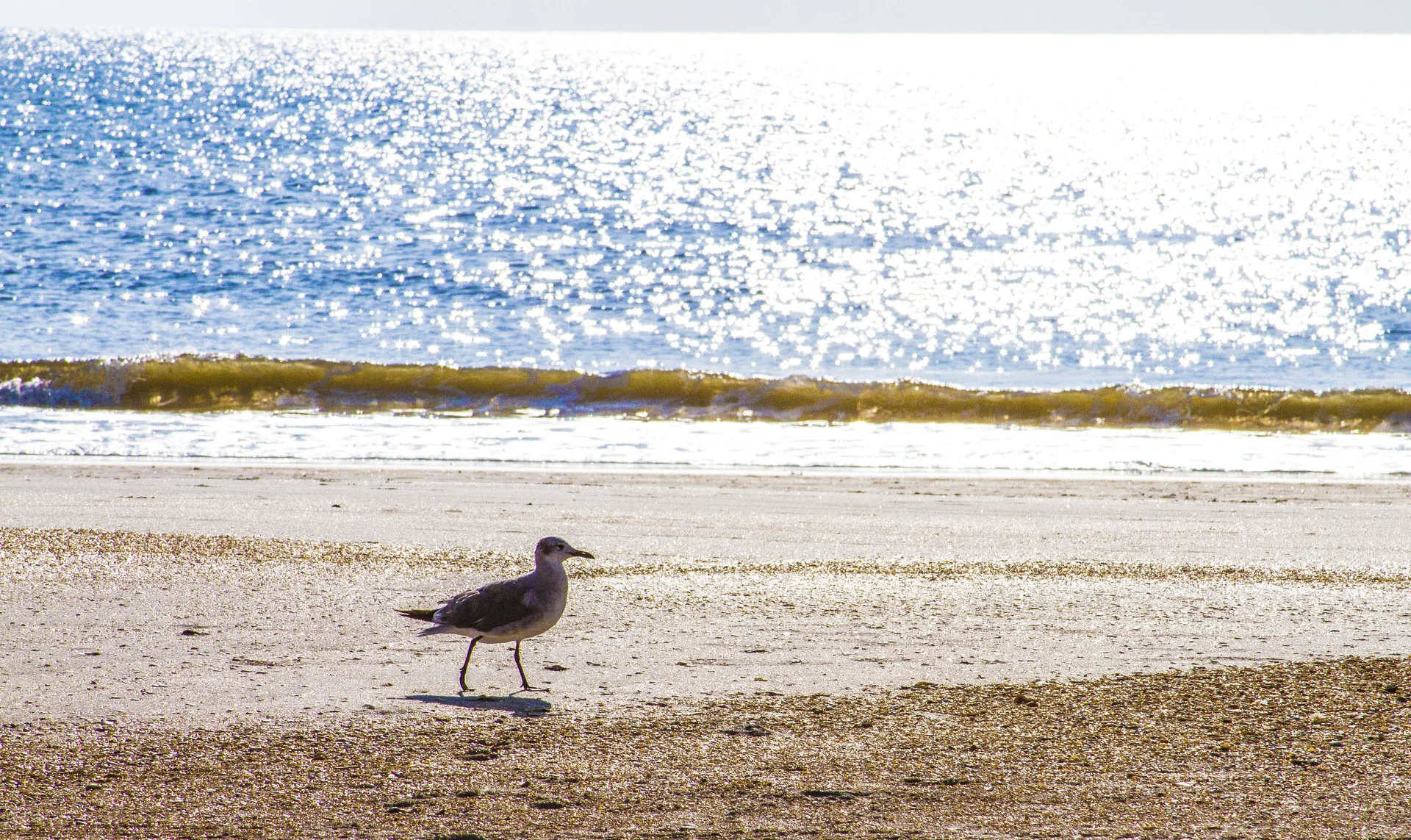 Seagull walking along sandy shore with sunlight sparkling on gentle ocean waves in the background.