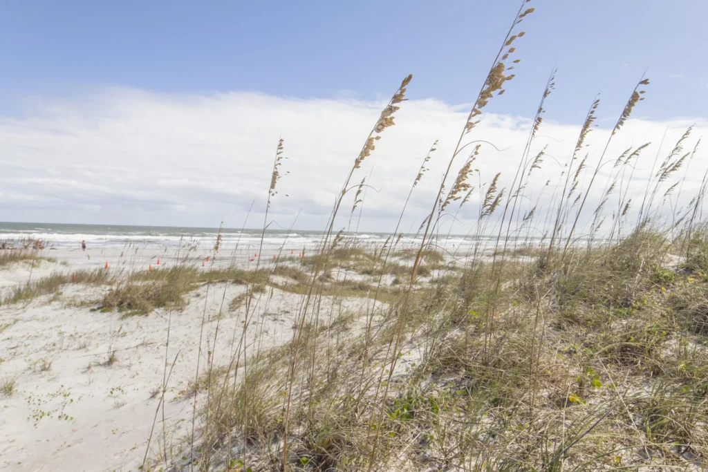 Dune grasses sway over white sand dunes leading to a gently rolling ocean under a pale blue sky.