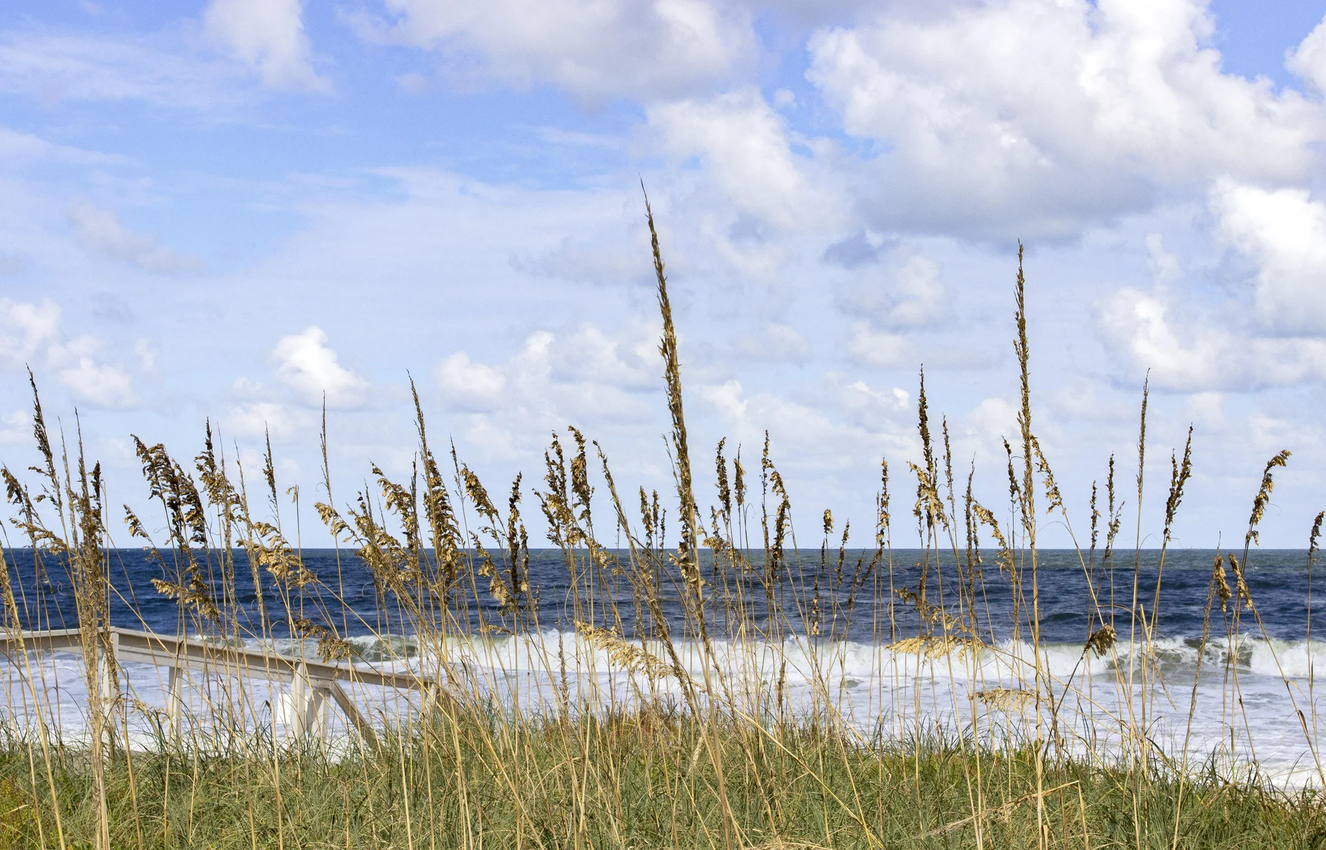 Tall sea oats sway in the breeze along a sandy dune with ocean waves and a partly cloudy sky in the background.