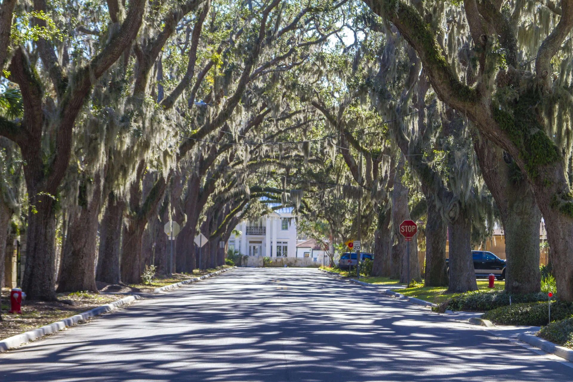 Magnolia Street