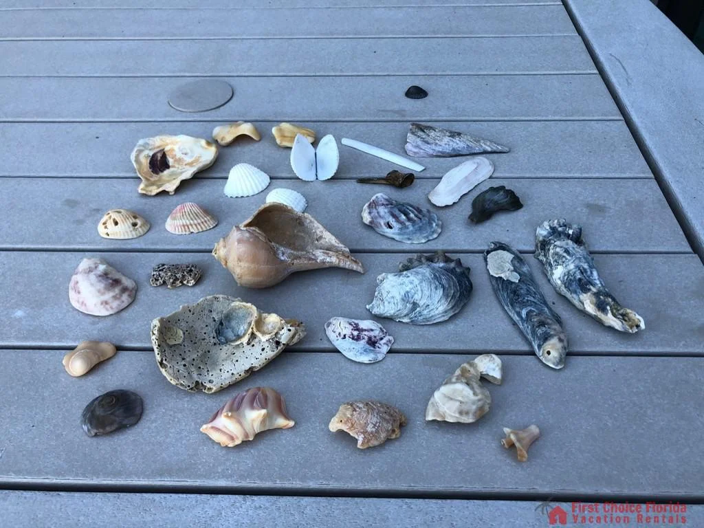 Assorted seashells and coral pieces displayed on a gray outdoor table surface under natural light.