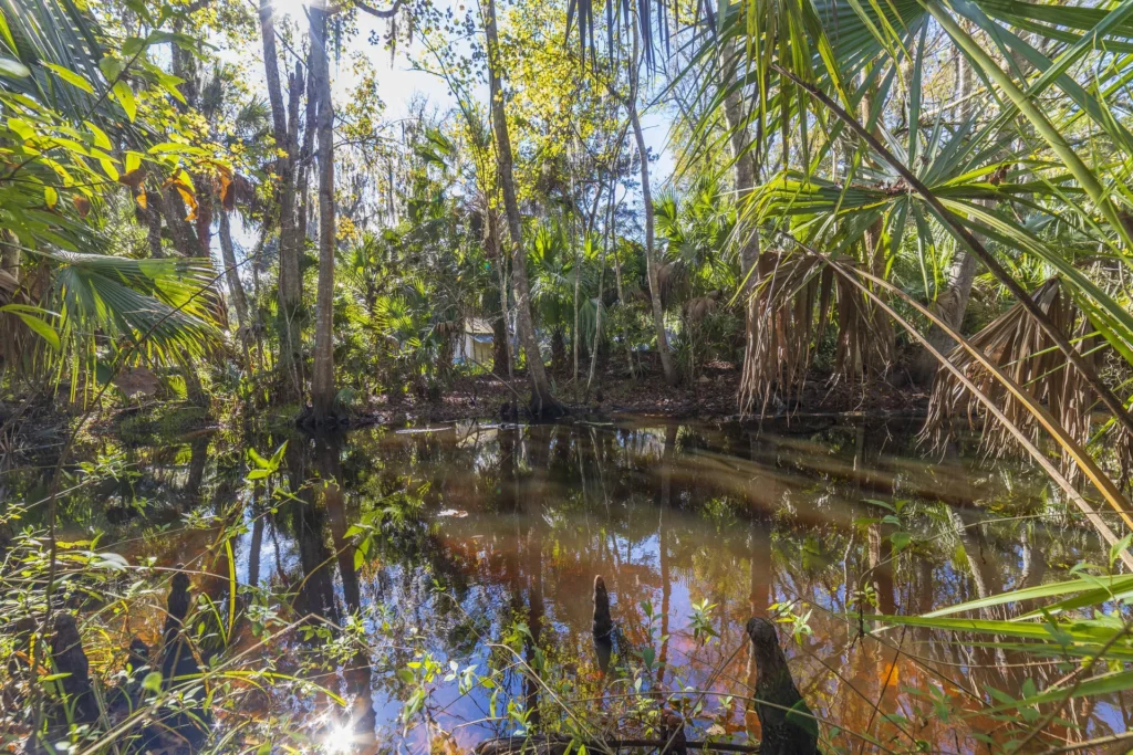 Wetland area with reflective water, surrounded by dense greenery and tall palm and oak trees.