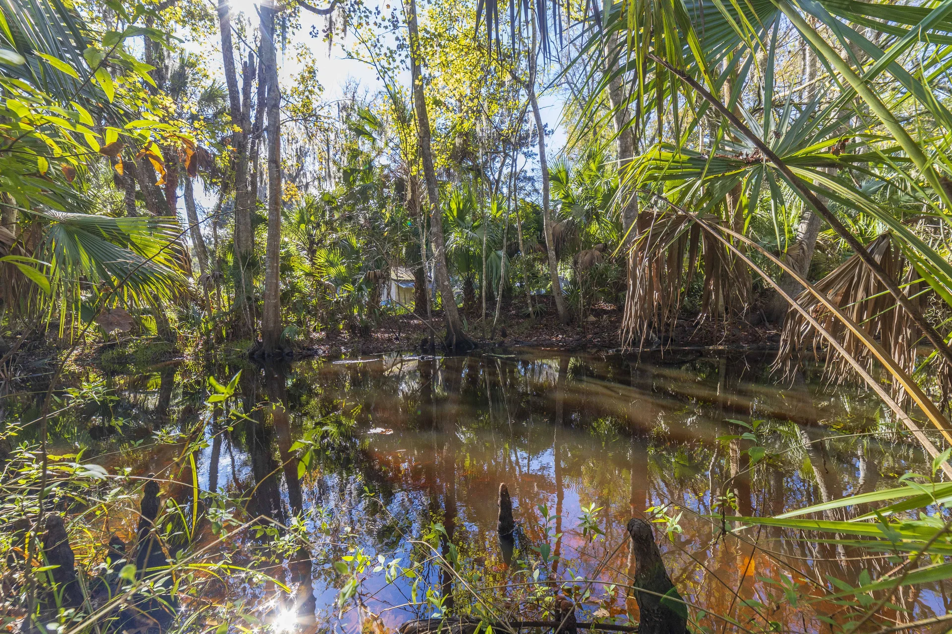 Wetland area with reflective water, surrounded by dense greenery and tall palm and oak trees.