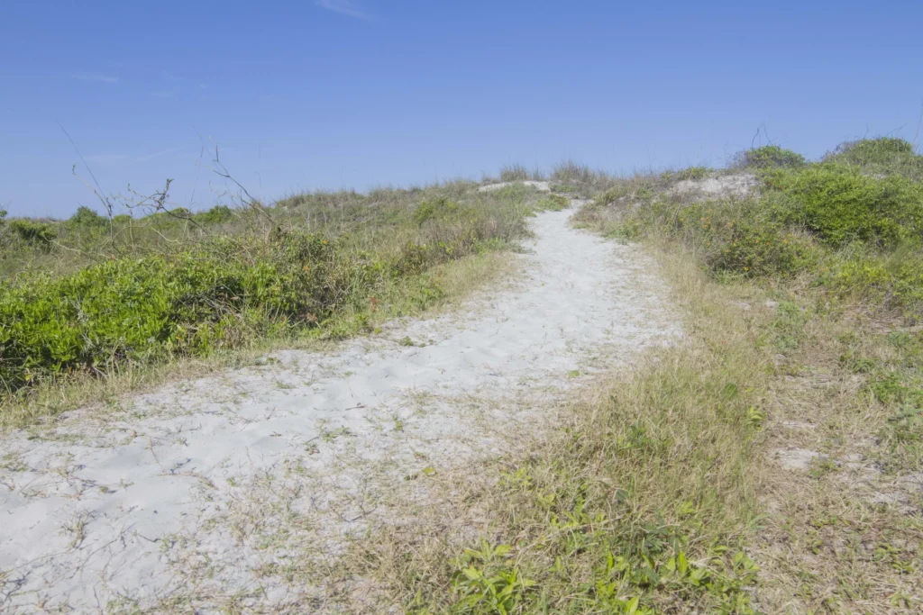 Sandy path winds through low green shrubs under a clear blue sky, leading toward dunes beyond.