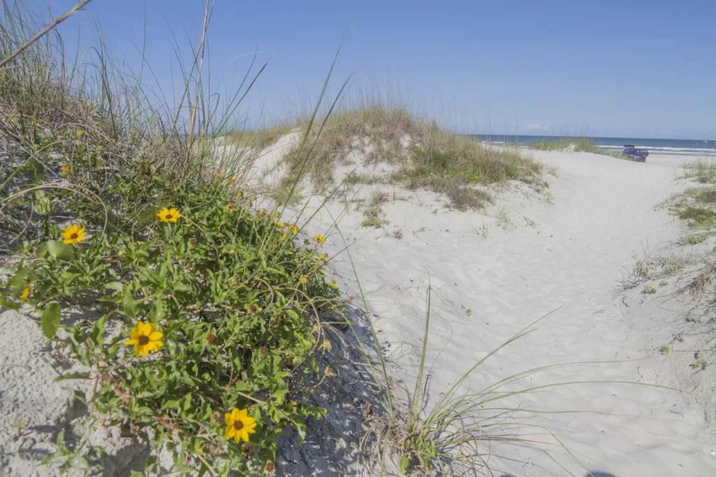 Sandy path winds through beach dunes dotted with yellow wildflowers and tall grasses under a clear blue sky.