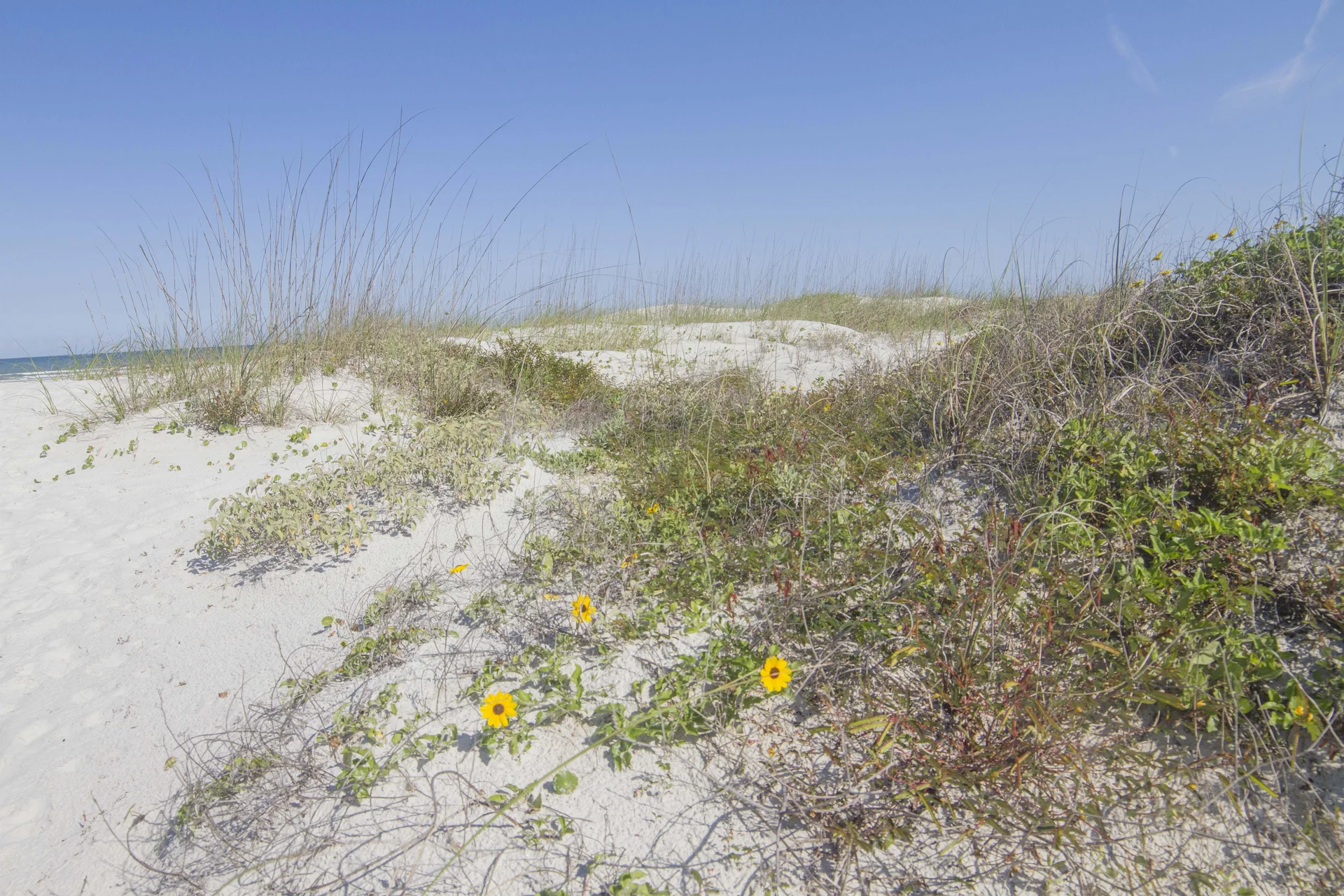 Sandy dunes with scattered green plants and small yellow flowers under a clear blue sky by the ocean.